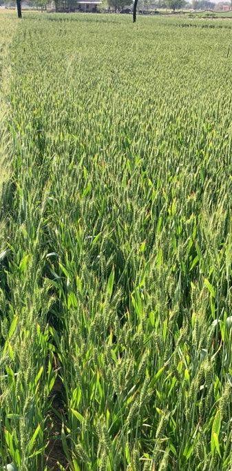 Sona Moti / Paigambari Wheat(सोना मोती गेहूं) Seeds for Farming (DICOCCUM WHEAT)- Limited Stock - Farmers Stop