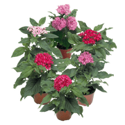 Pentas F1 Marie Mix (Garden Festival) - Farmers Stop