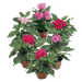 Pentas F1 Marie Mix (Garden Festival) - Farmers Stop