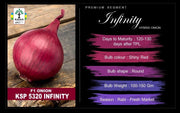 Premium Segment - KSP 5320 " INFINITY" Hybrid F1 Onion (KALASH SEEDS) - Farmers Stop