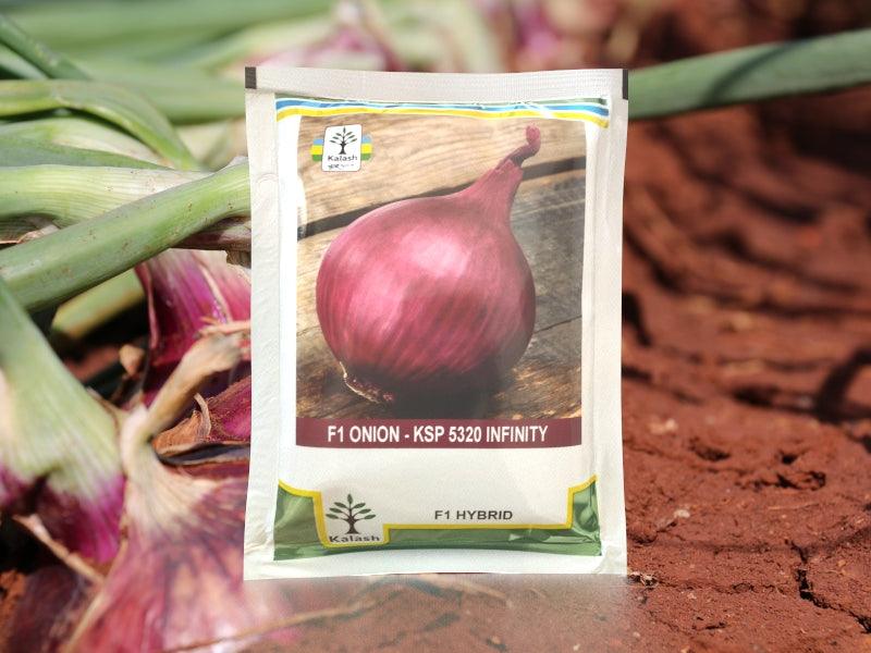 Premium Segment - KSP 5320 " INFINITY" Hybrid F1 Onion (KALASH SEEDS) - Farmers Stop