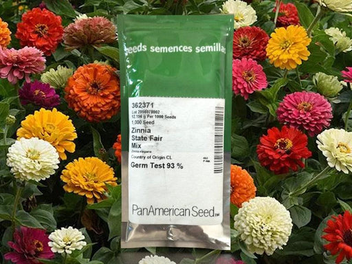 State Fair Mixture Zinnia (PanAmerican) - Farmers Stop