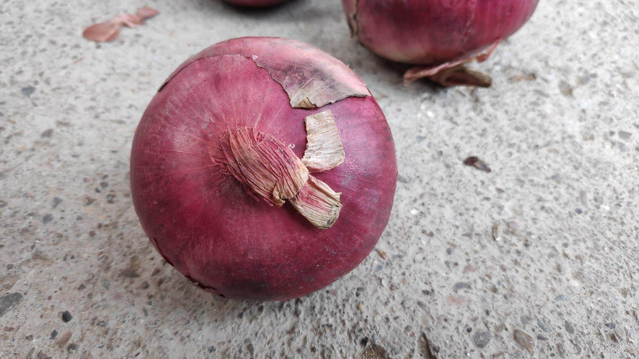 Onion XP Red (Seminis) - Farmers Stop