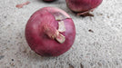 Onion XP Red (Seminis) - Farmers Stop