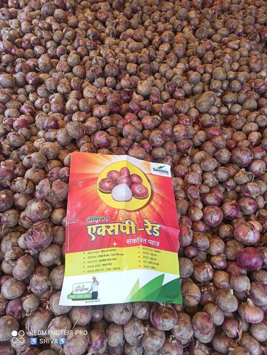 Onion XP Red (Seminis) - Farmers Stop
