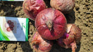 Onion XP Red (Seminis) - Farmers Stop