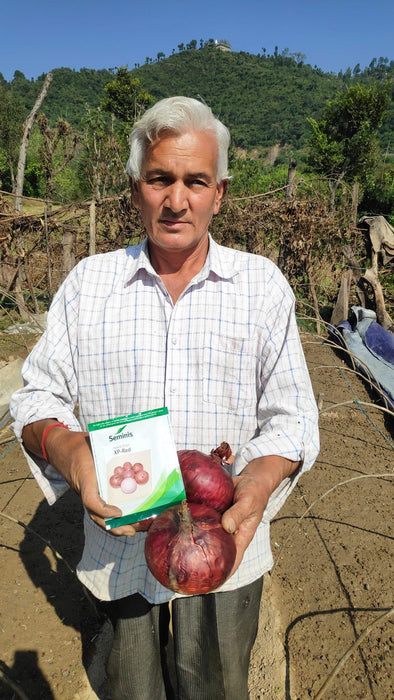 Onion XP Red (Seminis) - Farmers Stop
