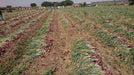 Red Nice Onion (Bejo) - Farmers Stop