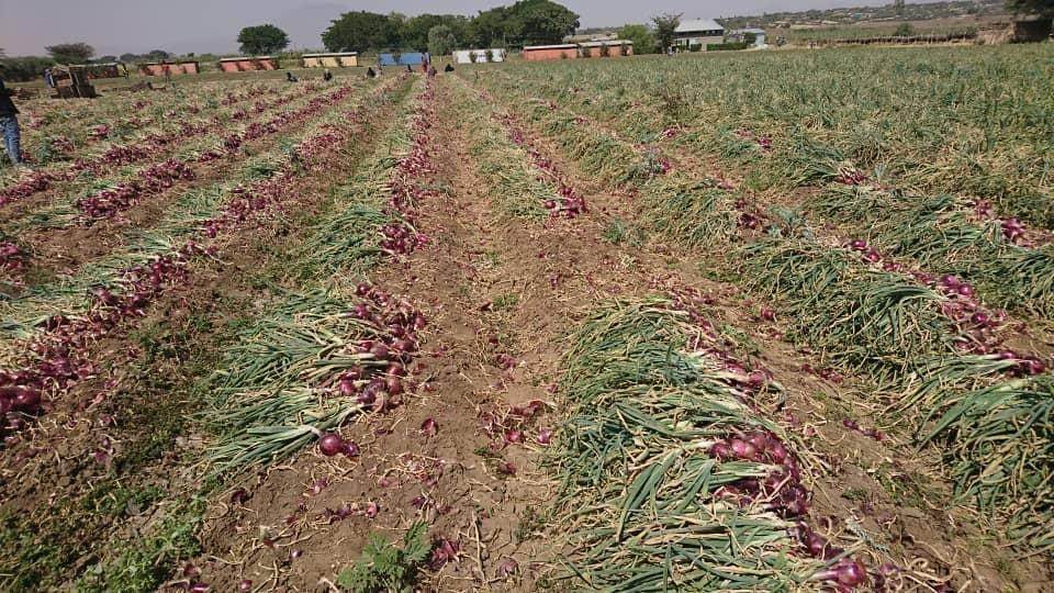 Red Nice Onion (Bejo) - Farmers Stop
