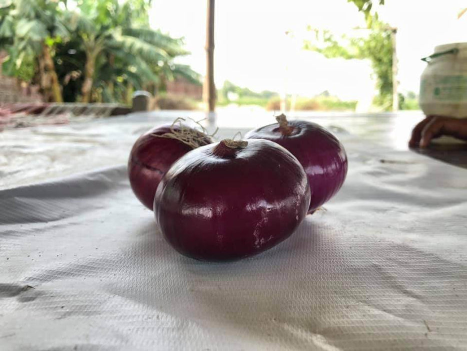 Red Nice Onion (Bejo) - Farmers Stop