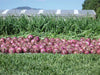 Red Nice Onion (Bejo) - Farmers Stop