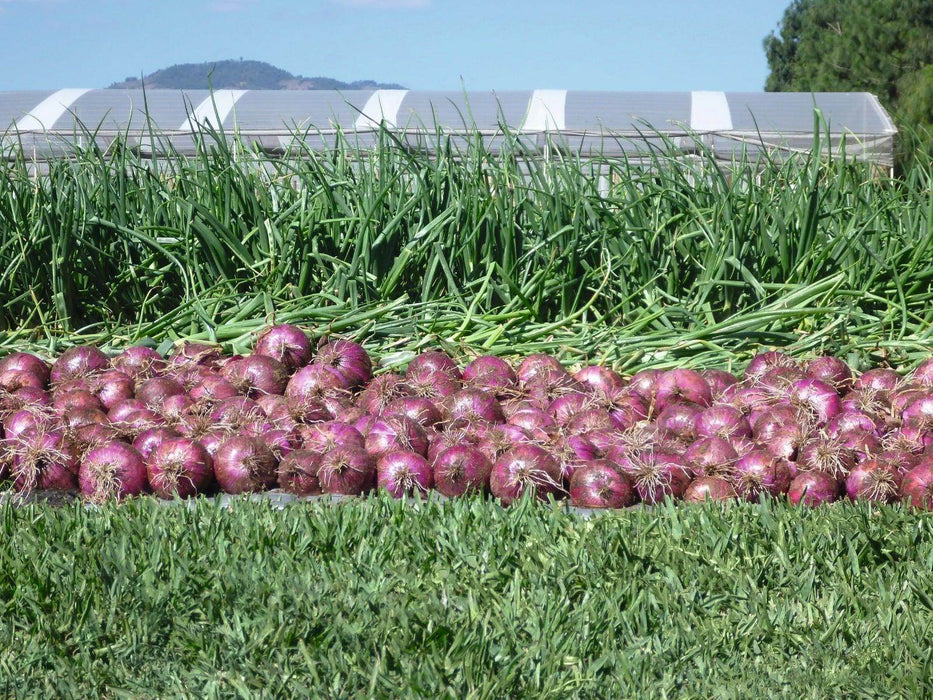 Red Nice Onion (Bejo) - Farmers Stop