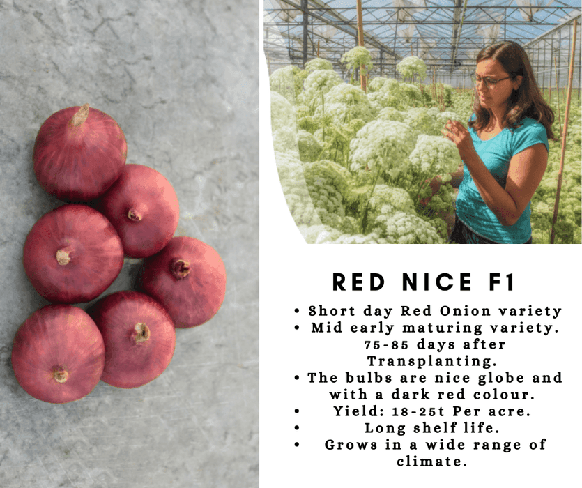 Red Nice Onion (Bejo) - Farmers Stop