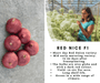 Red Nice Onion (Bejo) - Farmers Stop