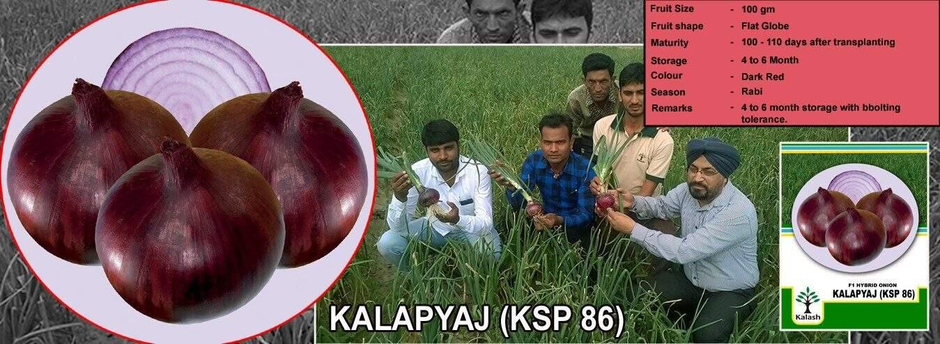 Kala Pyaz KSP-86 Onion (KALASH SEEDS) - Farmers Stop