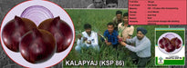 Kala Pyaz KSP-86 Onion (KALASH SEEDS) - Farmers Stop