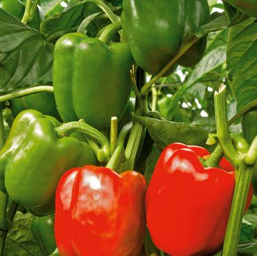 Gacela F1 Hybrid Capsicum (Syngenta) - Farmers Stop
