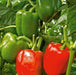 Gacela F1 Hybrid Capsicum (Syngenta) - Farmers Stop