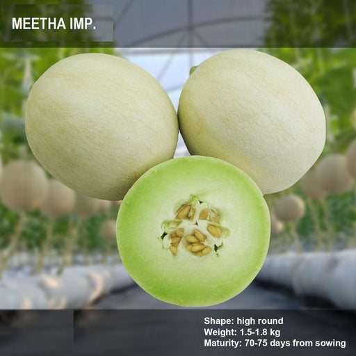 Meetha/मीठा Imp. F1 Muskmelon Honey Dew Type (Konico Seeds) - Farmers Stop