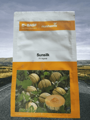 Sunsilk F1 Hybrid Muskmelon for Open and Polyhouse (BASF-Nunhems) - Farmers Stop