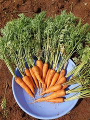 New Kuroda Nantes Carrot (United genetics) - Farmers Stop