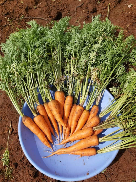 New Kuroda Nantes Carrot (United genetics) - Farmers Stop