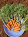 New Kuroda Nantes Carrot (United genetics) - Farmers Stop