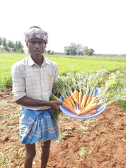 New Kuroda Nantes Carrot (United genetics) - Farmers Stop