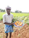 New Kuroda Nantes Carrot (United genetics) - Farmers Stop