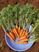 New Kuroda Nantes Carrot (United genetics) - Farmers Stop