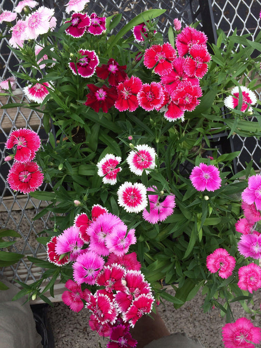 Floral Lace™ Mixture Dianthus Mix Seed (PanAmerican) - Farmers Stop