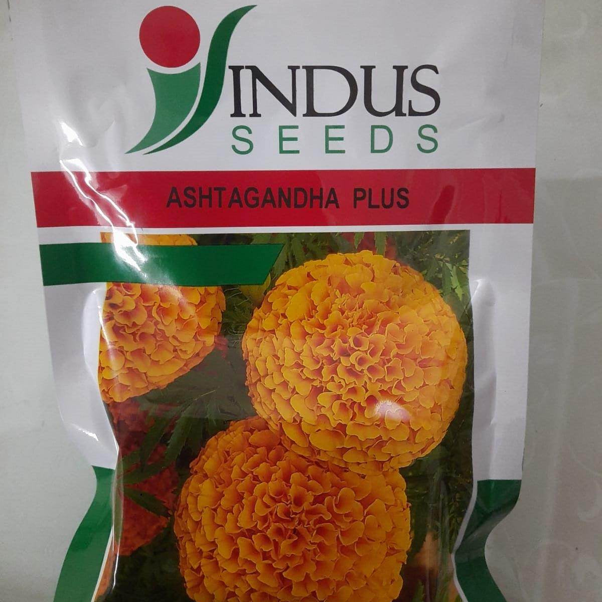 indus seeds marigold Ashtaganda Plus Orange Marigold (Indus Seeds) - Vibrant and Fragrant Flowers