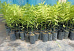 White Indian Sandalwood Seeds - Farmers Stop