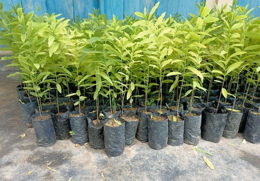 White Indian Sandalwood Seeds - Farmers Stop