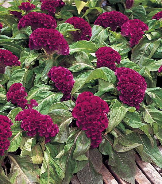 Celosia Armor™ Series Cockscomb (Takii Seeds) - Farmers Stop