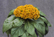 Celosia Armor™ Series Cockscomb (Takii Seeds) - Farmers Stop