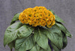 Celosia Armor™ Series Cockscomb (Takii Seeds) - Farmers Stop