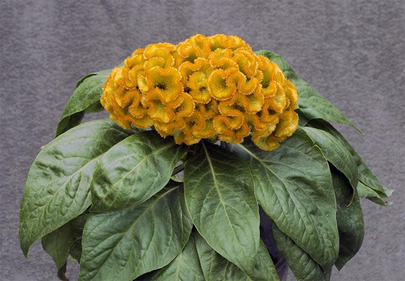 Celosia Armor™ Series Cockscomb (Takii Seeds) - Farmers Stop