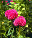 Celosia Kurume™ Series Cockscomb (Takii Seeds) - Farmers Stop