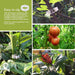 Plant Vegetable Stem Support Clips - Farmers Stop