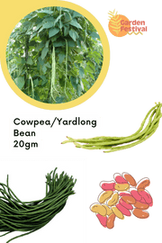 Super Quality Cowpea Beans/Yardlong Bean Long Desi Seeds - Farmers Stop
