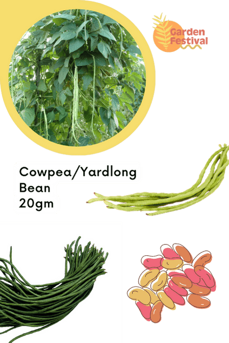 Super Quality Cowpea Beans/Yardlong Bean Long Desi Seeds - Farmers Stop