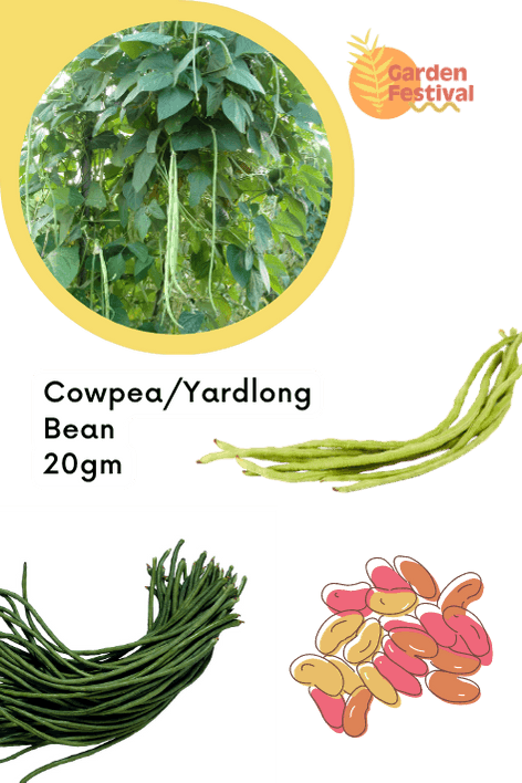 Super Quality Cowpea Beans/Yardlong Bean Long Desi Seeds - Farmers Stop