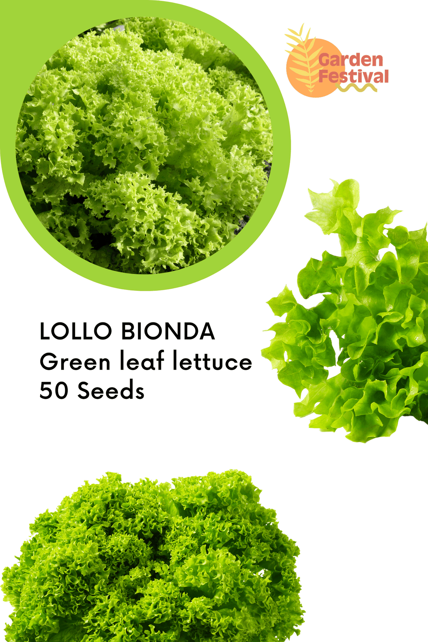 Lettuce LOLLO BIONDA Seeds - Green leaf lettuce - Farmers Stop