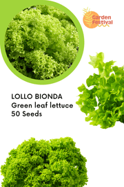 Lettuce LOLLO BIONDA Seeds - Green leaf lettuce - Farmers Stop