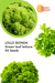 Lettuce LOLLO BIONDA Seeds - Green leaf lettuce - Farmers Stop