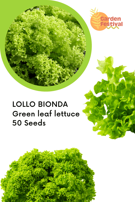 Lettuce LOLLO BIONDA Seeds - Green leaf lettuce - Farmers Stop