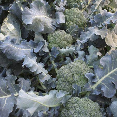 Broccoli F1 Hybrid Quality Seeds (Garden Festival) - Farmers Stop