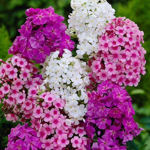 Phlox Double Mix (Garden Festival) - Farmers Stop