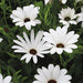 African Daisy Crosta White Dimorphotheca (Garden Festival) - Farmers Stop